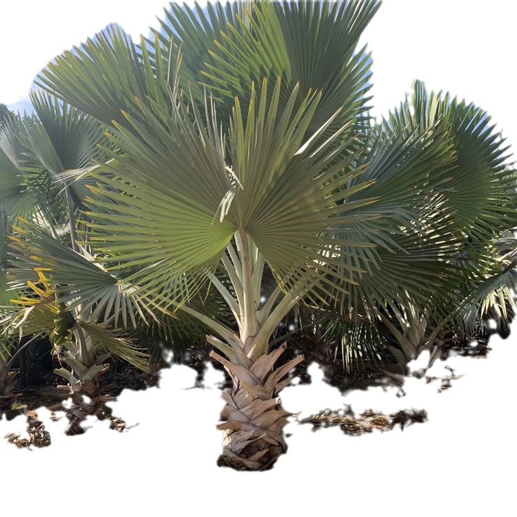 Wholesale Fujian Palm Banyan Base Guangdong Banyan Price Sichuan Transplanted Banyan Offer