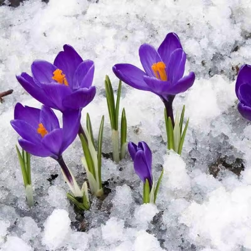 Medicated Saffron Seed Bulbs with Buds, Saffron Crocus Plants, Autumn and Winter Cold-Resistant Potted Florals Blooming in All Seasons