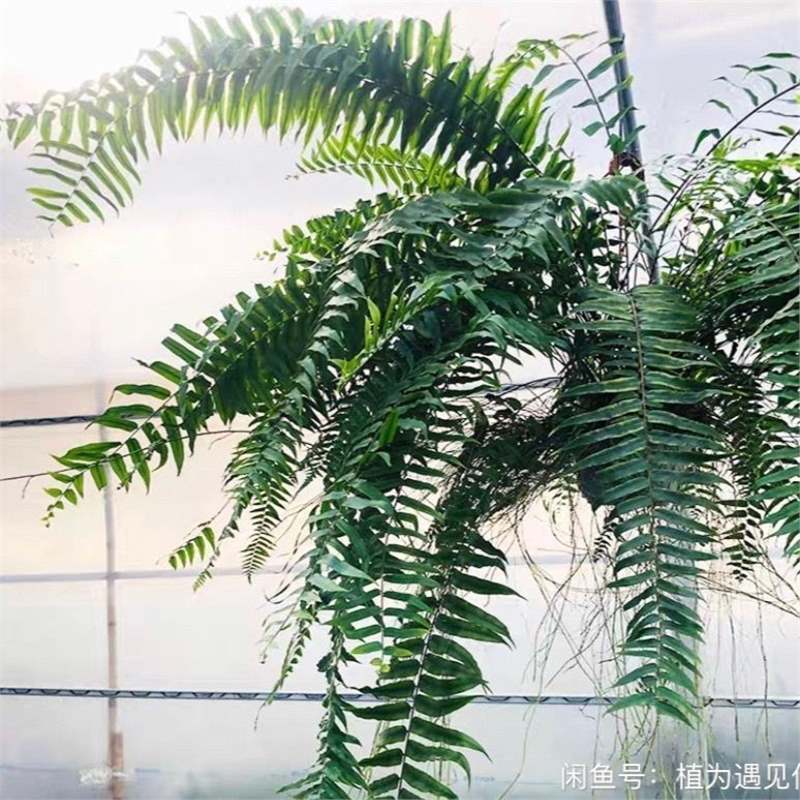Giant Long-Leaf Maidenhair Fern Boston Fern Large Potted Hanging Fern Maidenhair Fern Indoor Potted Rainforest Rhizome for Living Room