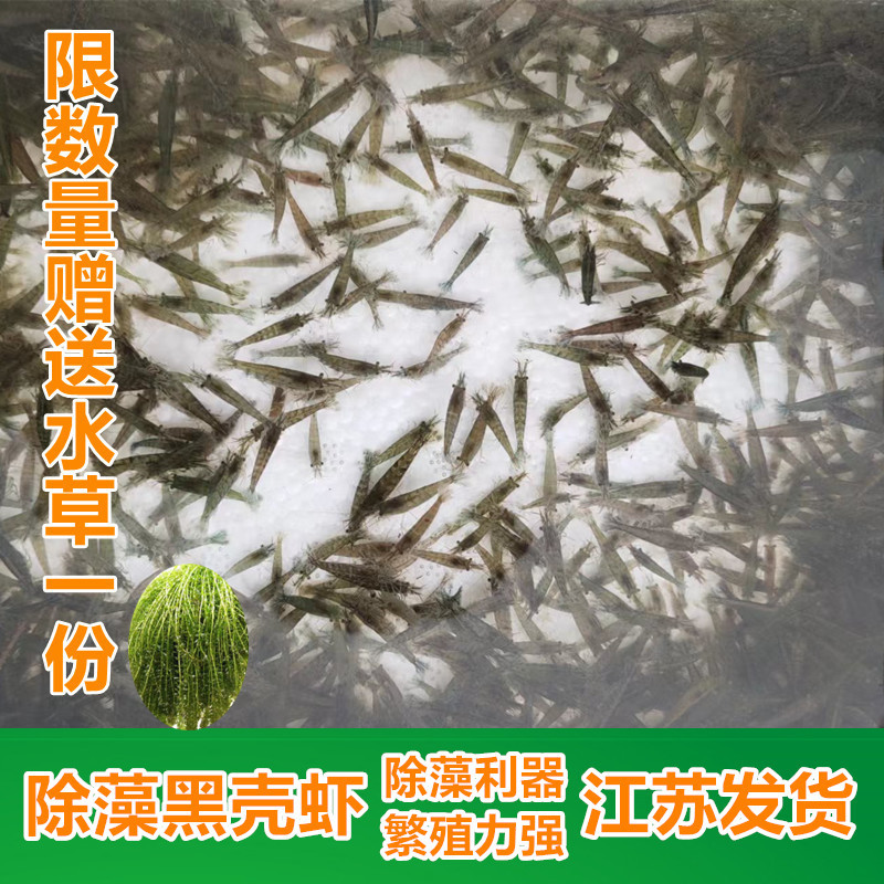 Black Shell Shrimp Algae Removal Freshwater Live Pet Aquatic Plant Cleaning Feed Tool Fish Tank Small Grass Tank Landscape Ornamental Shrimp Food