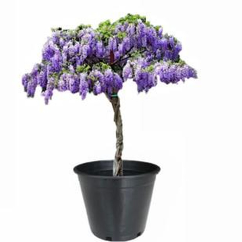 Wisteria Saplings, Climbing Vines, Courtyard Walls, Four-Season Flowering Potted Flower Seedlings, Green Plants, Florals, Vines, Purple Wisteria