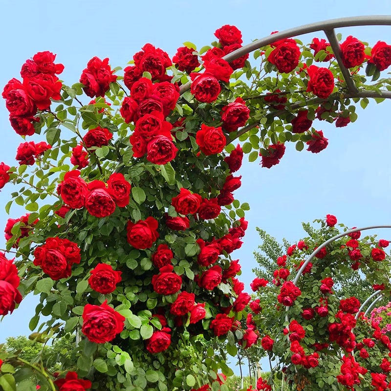 European Vine Rose Flower Seedlings, Large Seedlings, Fragrant Potted Florals, Courtyard Arch, Circulating Flowering Plants, Climbing Vines, Roses