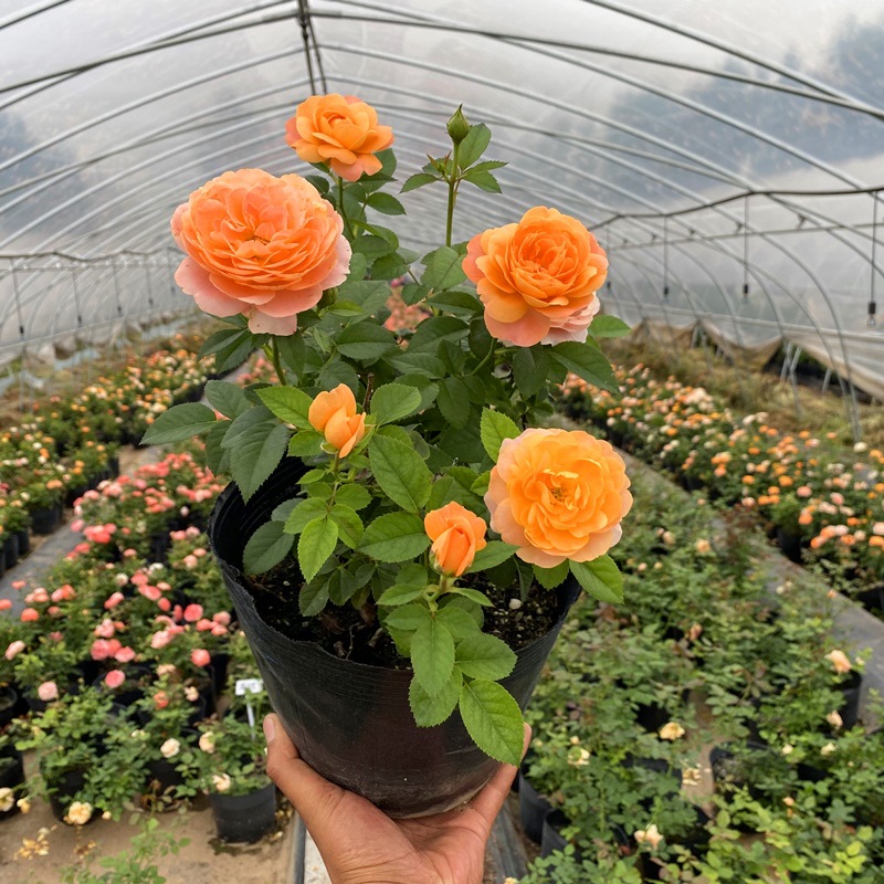 Rose Extra Large Flower Fragrant Juice Balcony Courtyard Flower Plant Potted Rose Four Seasons Rose Seedlings with Buds