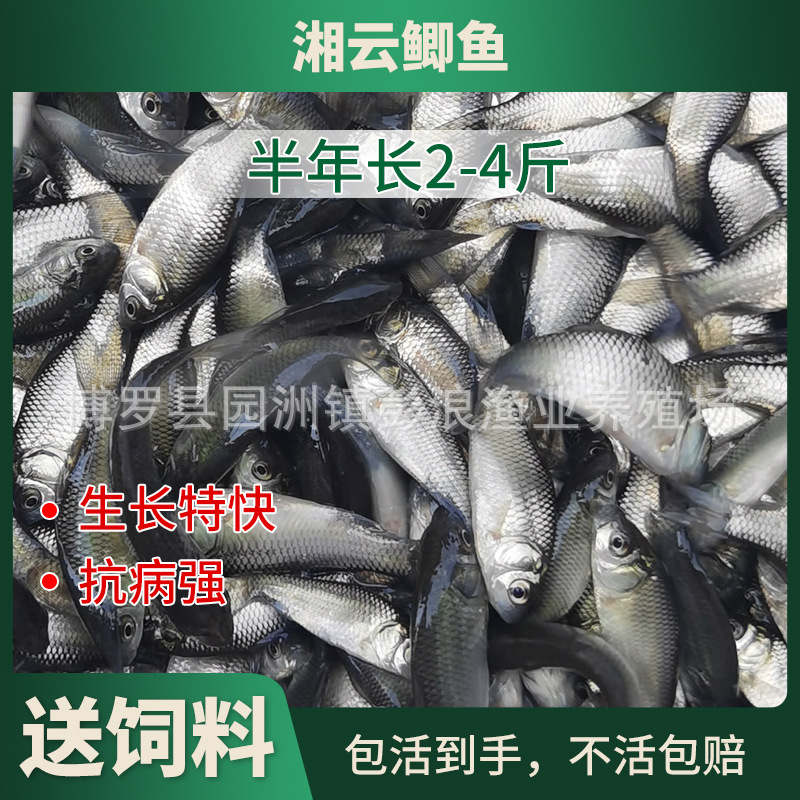 [Seedling Farm Direct Supply] Crucian Carp Fry Northeastern Crucian Carp Xiangyun Crucian Carp Fry Project Crucian Carp Fry Crucian Carp Water Flower