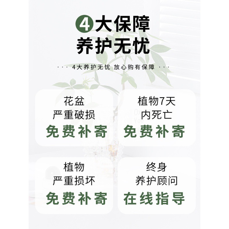 Hydroponic Plant Large-Leaf Gold Diamond Potted Green Princess Office Desktop Pothos Purifies the Air and Absorbs Formaldehyde Water Culture