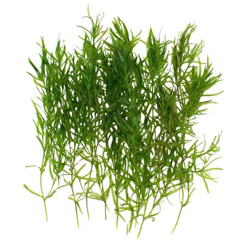 Bamboo Grass Indian Small Bamboo Centipede Grass Aquatic Plant Real Grass Fish Tank Aquatic Plant Landscaping Fish Grass Tank Novice Green Plant