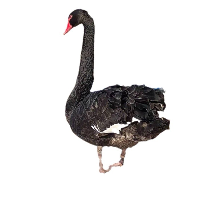 For Sale, Rental, Scenic Garden, Ornamental Black Swan, Black Swan That Has Just Been Removed from Warm, Live Price, Black Swan Seedlings