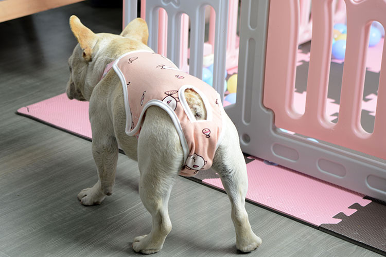 Pet diapers dog physiological pants Teddy pants diaper Teddy menstrual pants pet aunt pants generation hair
