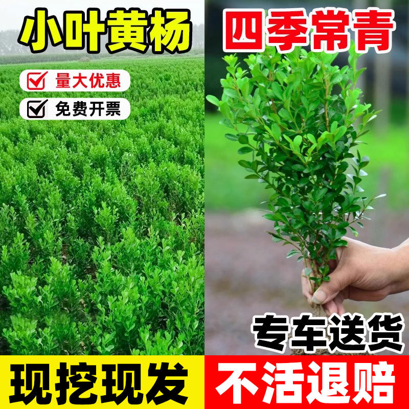 Саженцы самшита с мелкими листьями, семена дыни, саженцы самшита в форме шара, озеленение забора двора, саженцы самшита с одним стволом, крупнолистные саженцы остролиста