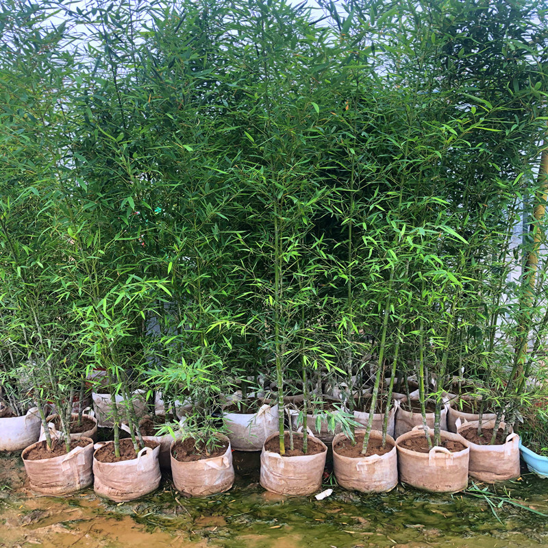 Courtyard Plants Gold Inlaid with Jade Purple Bamboo Seedlings Green Bamboo Seedlings Moso Bamboo Arhat Bamboo Seedlings Potted Plants