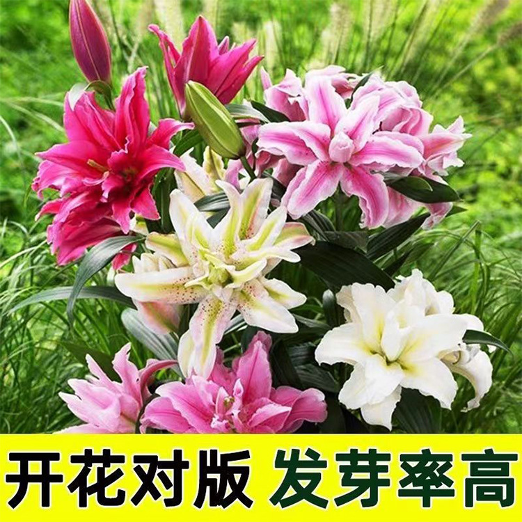 [Ball Seed] Perfume Lily Tulip Narcissus Saffron Evening Fragrance Jade Sword Orchid Lily of the Valley Grape Hyacinth Seed Ball