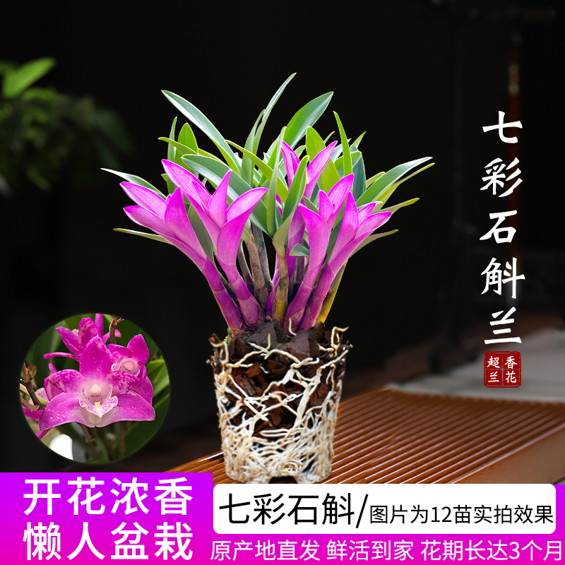 Colorful Perfume Dendrobium Orchid Blooms Well in All Seasons and Is a Green Plant with Strong Fragrance. Dendrobium Green Plant Purifies the Air