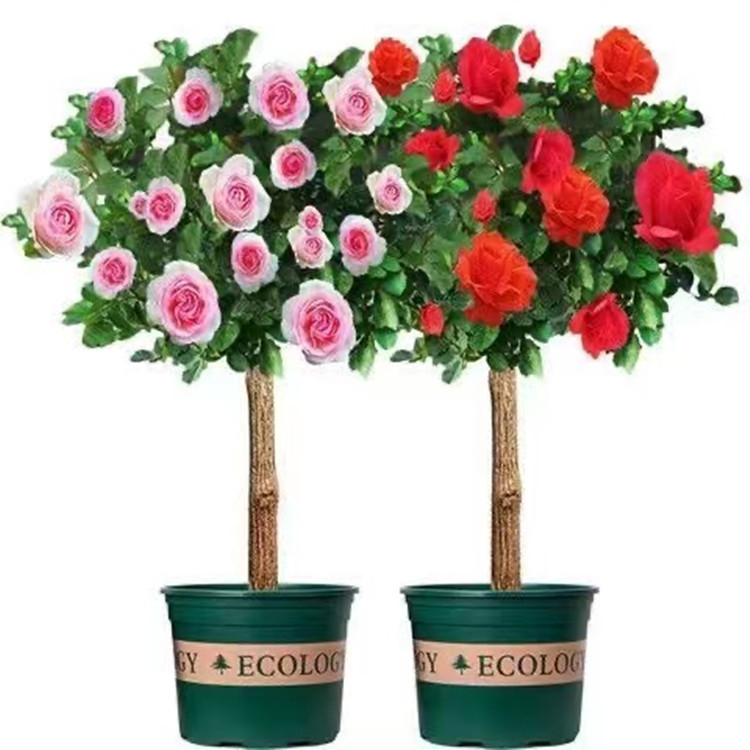 Tree-Shaped Rose Seedlings, Tree Stumps, Tall Rose Flowers, Four-Season Blooming Potted Plants, Indoor Easy-To-Grow Florals and Green Plants