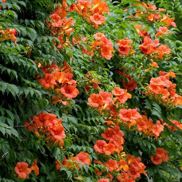 Wholesale Supply of American Lingxiao Flower Seedlings, Climbing Florals, Lingxiao Seedlings, Courtyard Climbing Plants, Lingxiao Complete Specifications