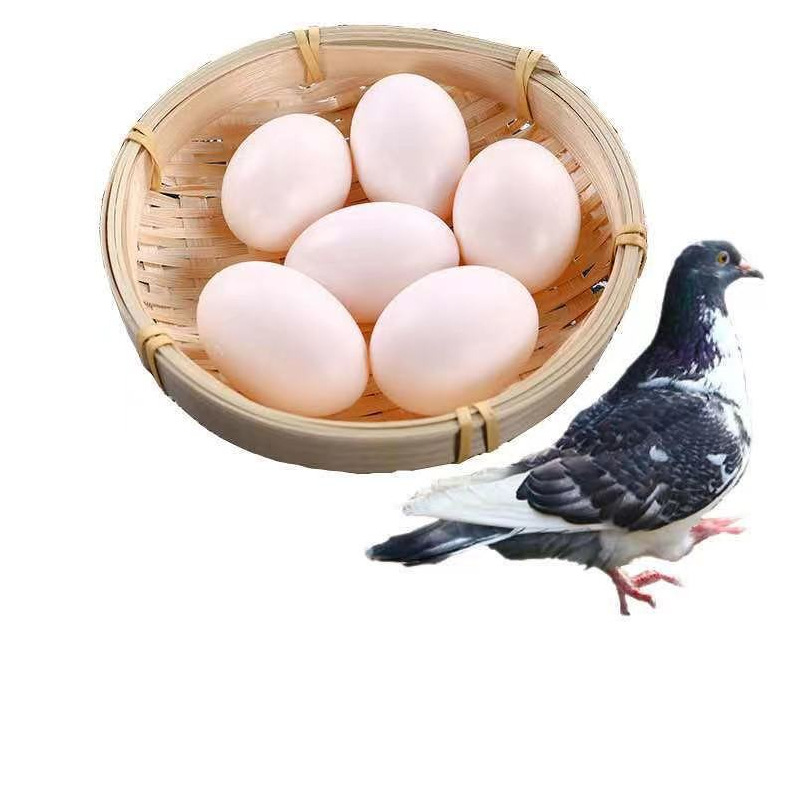 Wholesale of Fresh Pigeon Eggs for Pregnant Women, Kidsren and the Elderly, White Pigeon Eggs for Farmers, Free-Range Grass Pigeon Eggs