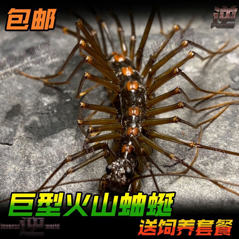 Free Shipping Live Pet Millipedes, Live Crawling Pets, Alternative Predatory Insects, Live Crawling Pets