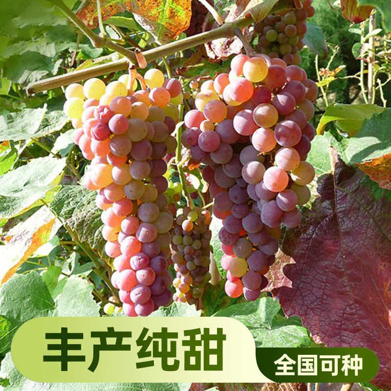 Саженцы винограда Dajufeng, лазящие лозы, холодостойкие, для севера и юга