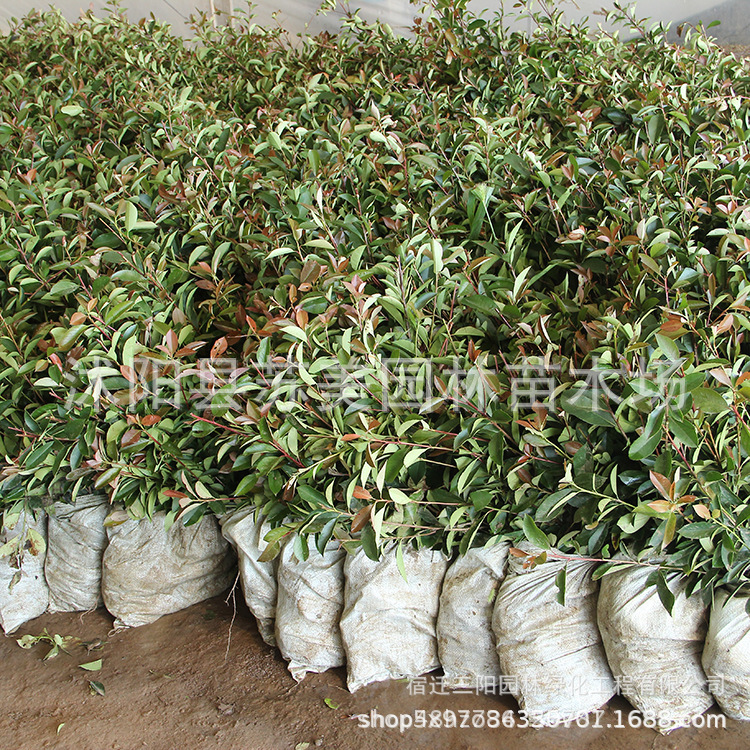 Red Leaf Heather Saplings Courtyard House Greening Seedlings Potted Red Robin Fence Seedlings Landscape Heather Seedlings