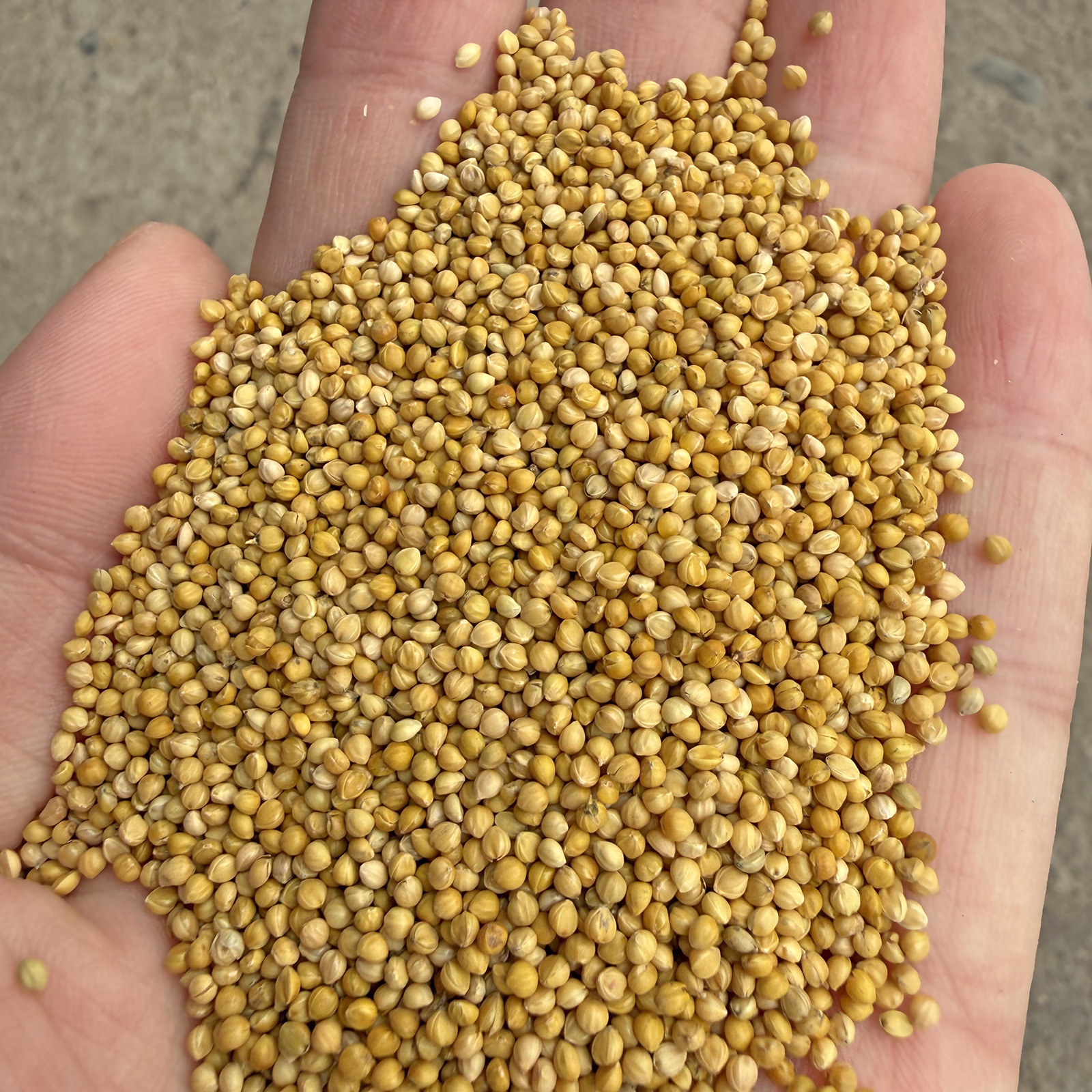 Новая желтая просо с оболочкой тигровая шкура пиона ксюнфэн для мелких и средних попугаев оптовая продажа корма для птиц