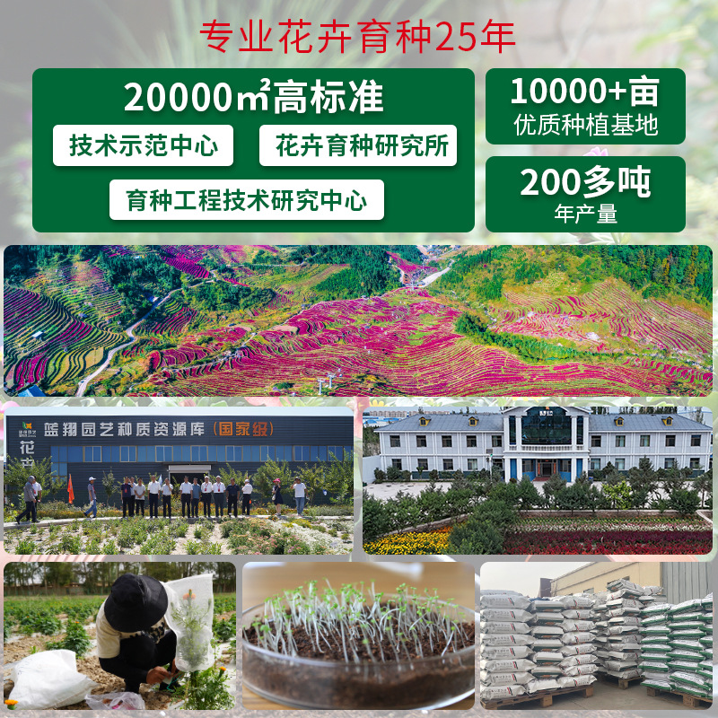 Green Plant Wall Taro Leaf Potted Plant, Caladium Tuber, Extremely Shade-Tolerant Colorful Taro Leaf Landscaping Decoration Pre-Sale