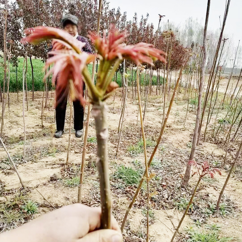 Base Wholesale Red Oil Fragrant Spring Tree Seedlings Northern and Southern Toon Saplings Potted Ground Planting Greenhouse Planting Toon Saplings