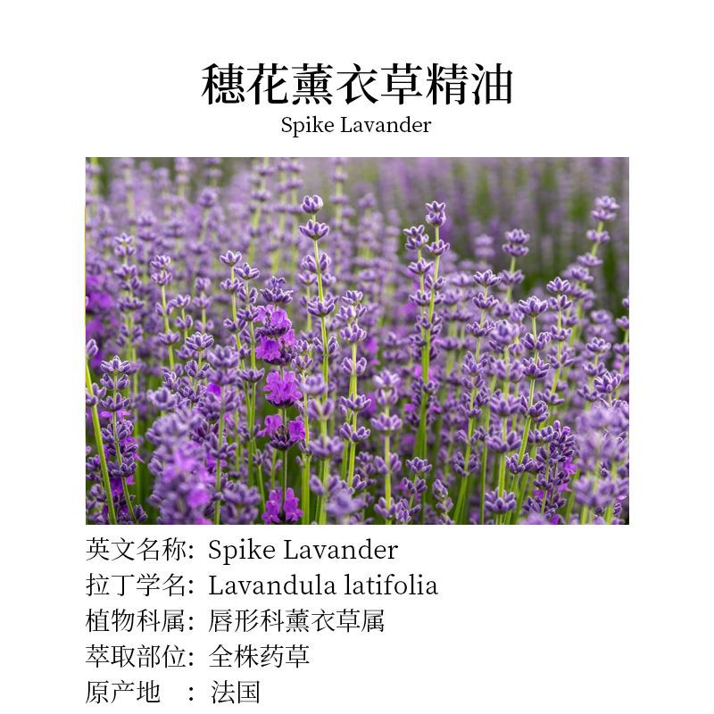 French lavender massage oil pure essential oil unilateral essential oil wholesale beauty salon aromatherapy ear flower lavender essential oil