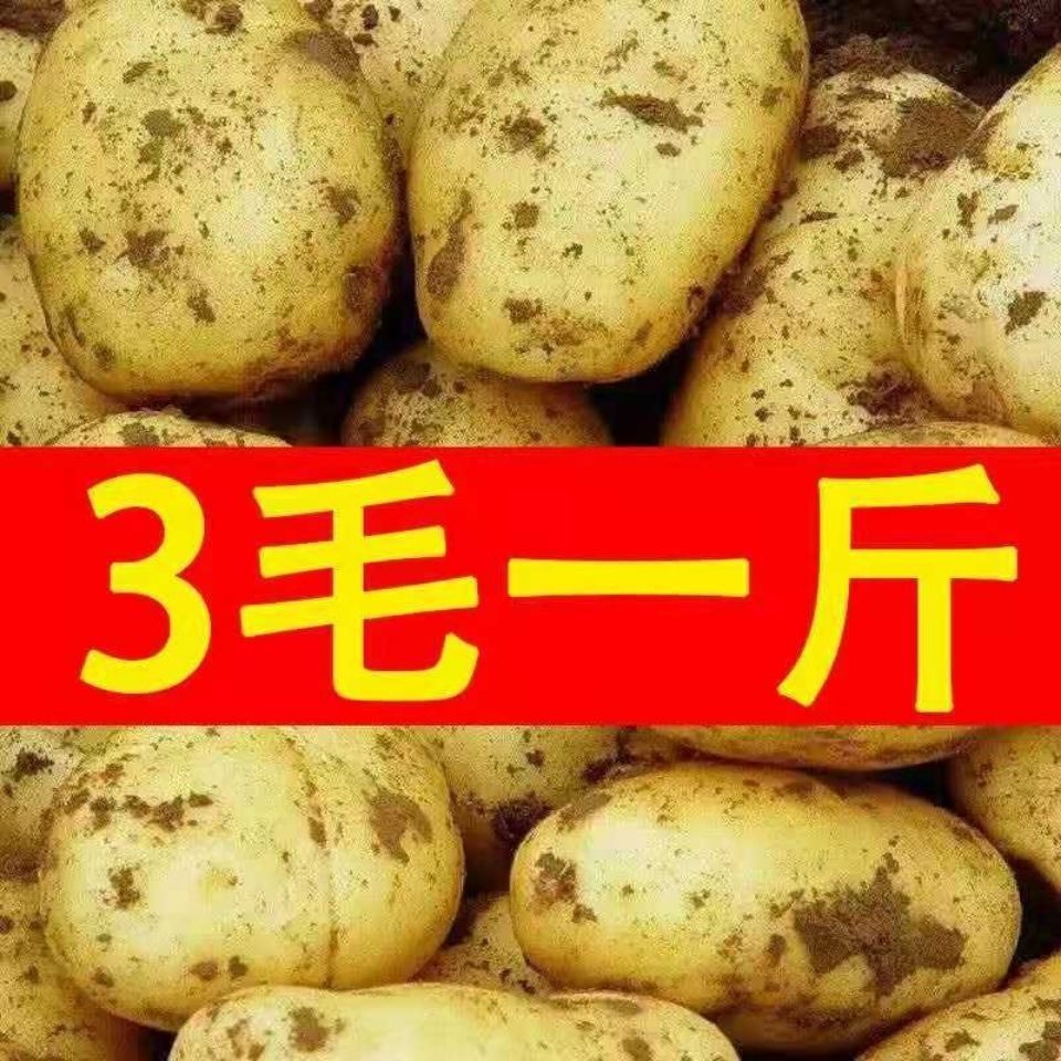 Potatoes Wholesale at Low Prices with Free Shipping 2.5kg White-Skinned High-Quality Vegetables, White-Fleshed Farm-Grown Freshly Harvested Potatoes