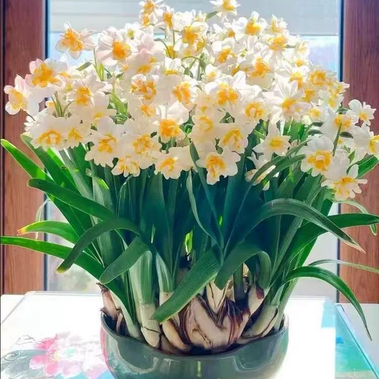 Гиацинт луковицы гидропонные цветы зеленые растения нарцисс почвенное культивирование однолетние цветущие нарциссы двойные цветы нарцисса