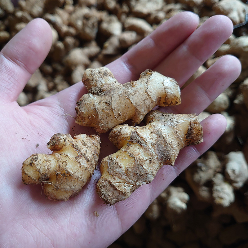 Yunnan Small Turmeric, Broken Ginger, Crushed Ginger, Good Quality, Self-Grown Confinement Ginger, Freshly Dug from the Farm