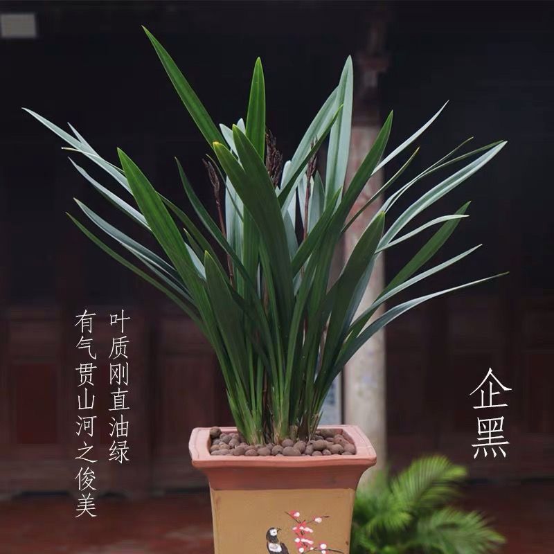 New Store Opening, Blooming Orchid, Fragrant, Blooms All Seasons, Easy to Care For, Wholesale and Dropshipping Available