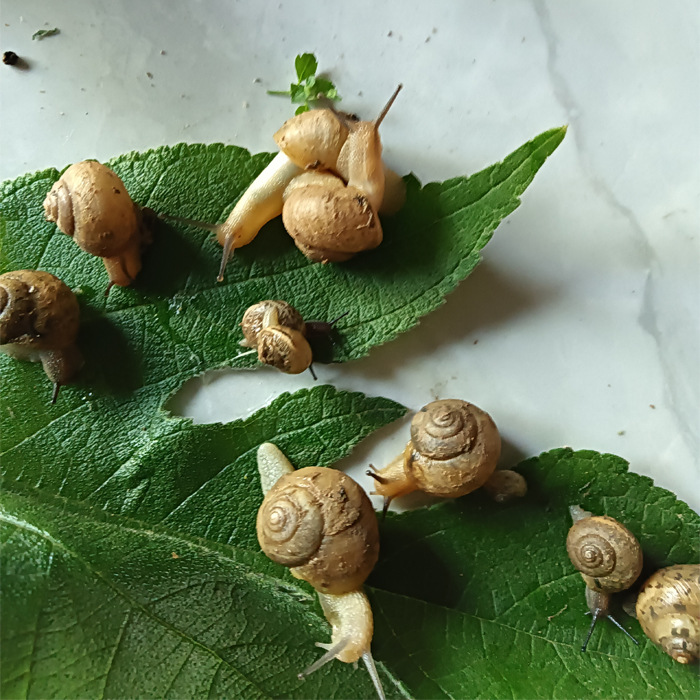 Live Snails for Students' Science Education, Pet Snails for Kindergarten Observation, Garden Snails with Random Sizes, Shipped in Handbags