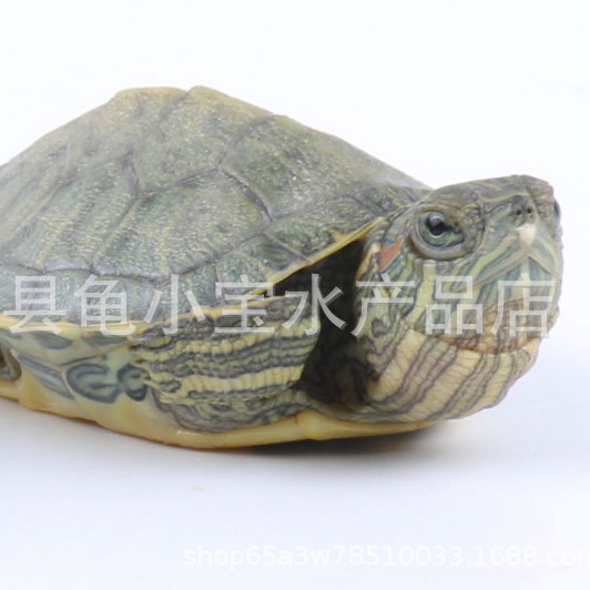 Outer pond size Brazilian tortoise turtle live pet Brazilian seedling lucky turtle colorful Brazilian small turtle Fry turtle egg