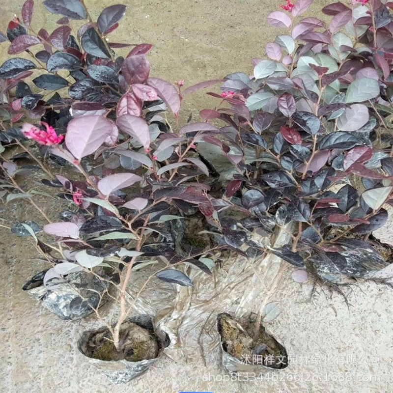 Оптовая продажа саженцев красной камелии для детских садов, саженцы красной камелии в чашках, цветы красной камелии, саженцы для озеленения