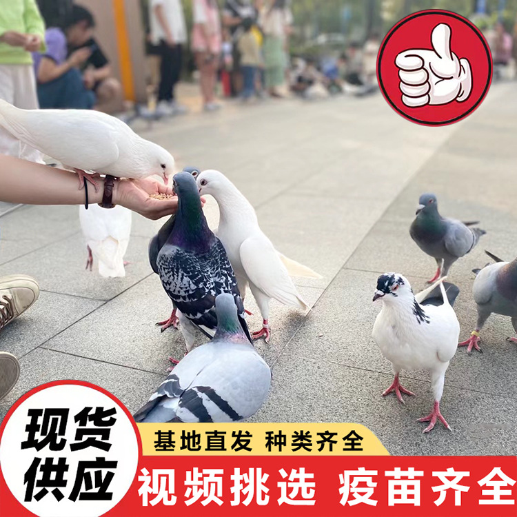 Farm Sells Live Gray King Pigeons, White Feather King Pigeons, Large-Sized Ingot Pigeons, Laying and Breeding Young Pigeons