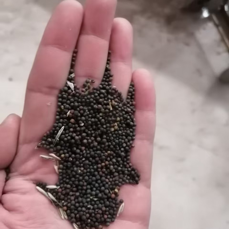 The season's new rapeseed rapeseed oil extraction ornamental germination wholesale use a large number of in stock a generation of hair