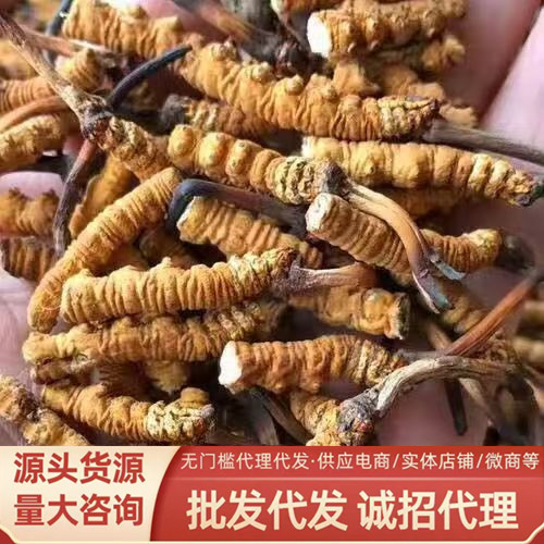 Кордицепс синенсис, поломанные травы, поломанный кордицепс, Тибет, Нацю, дикие травы