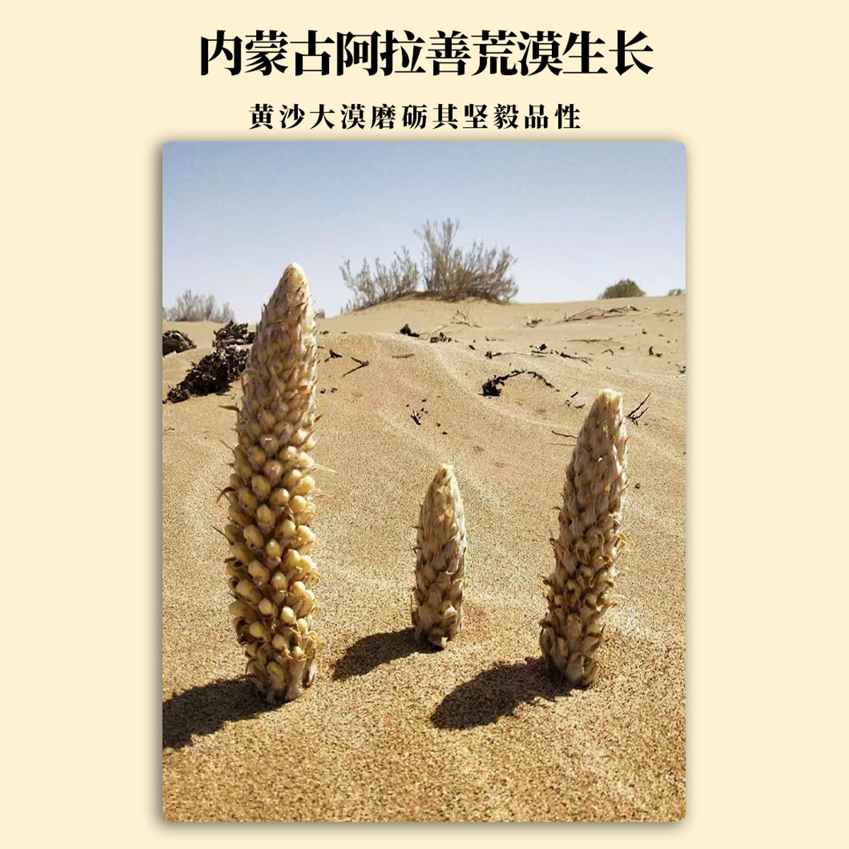 Cistanche Deserticola Puree Oral Liquid Plant Essence Concentrate Gold Liquid Manufacturer Cistanche Deserticola Puree Ready for Delivery