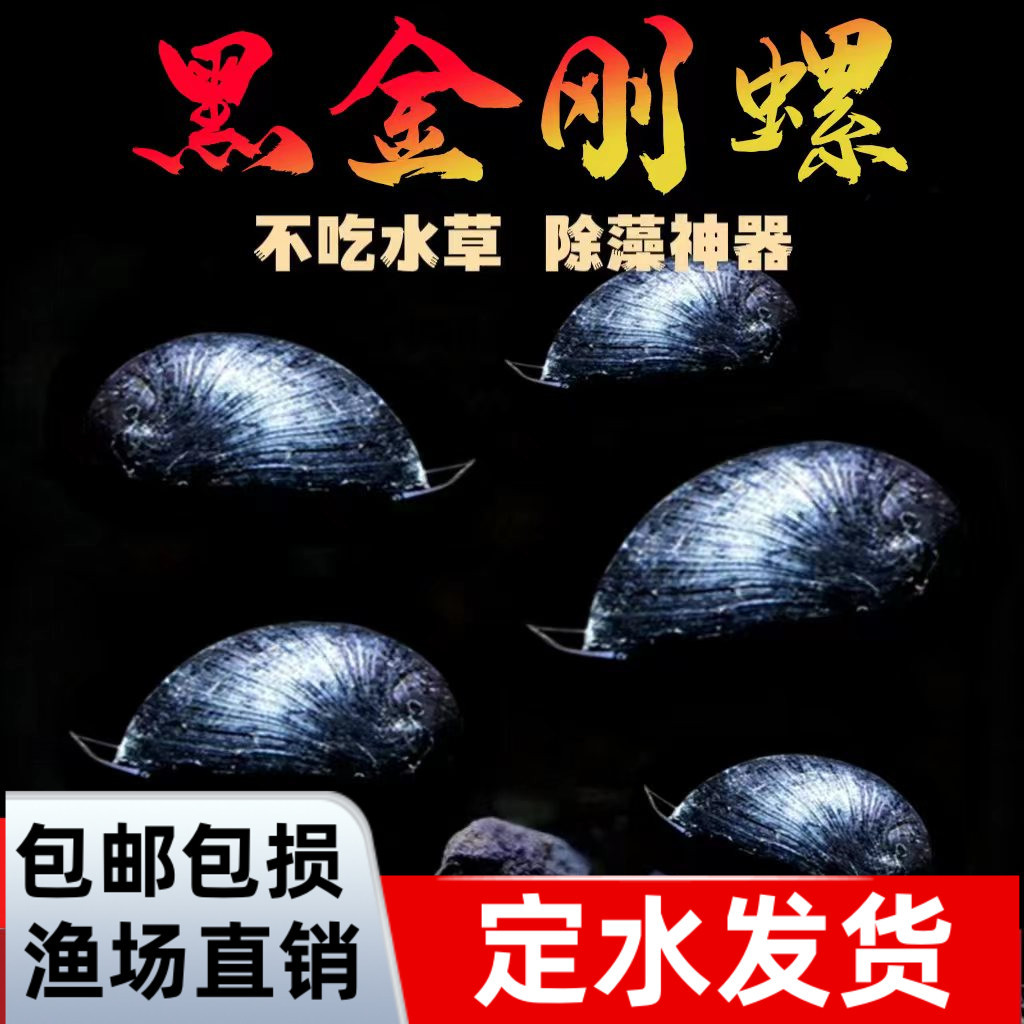 Черная алмазная улитка, декоративная улитка, яблочная улитка, цветные яйца, загадочная золотая зебра, инструмент для очистки водорослей, живая улитка