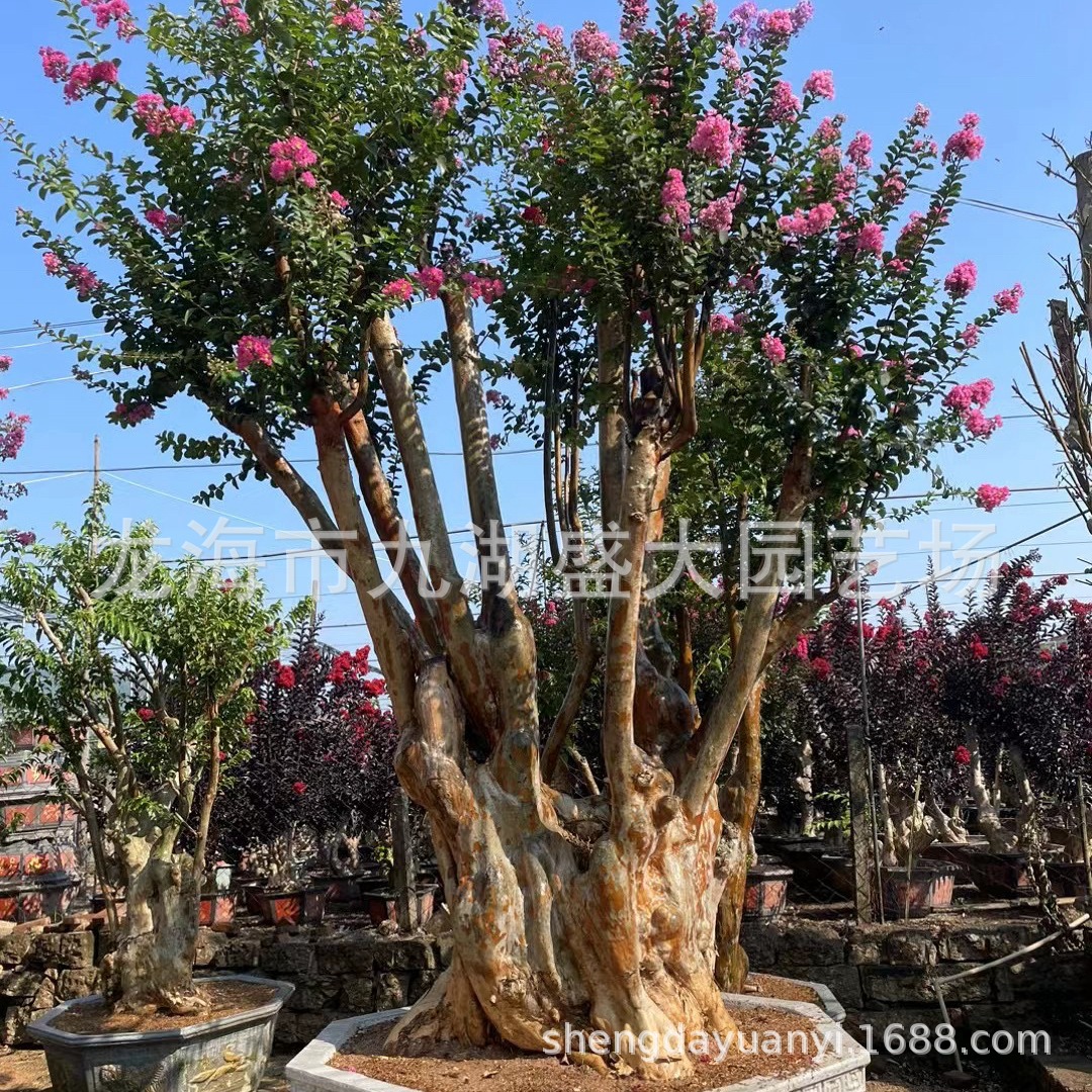 Hunan Crape Myrtle Ancient Stump Landscape, Shandong Crape Myrtle Stump Hundred-Day Red Wholesale, Fujian Crape Myrtle Old Stump Bonsai Price