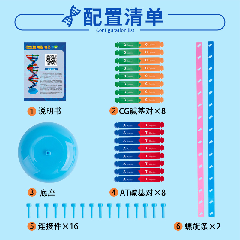 DNA double helix structure model Primary and secondary school science and technology small production Popular Science diy biological gene science experimental equipment