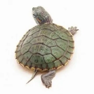 Colorful Little Turtles, Colorful Golden Brazilian Turtles, Grass Turtles, Street Stalls, Live Animals, Wholesale Small Turtles, Pet Turtles, Ornamental Turtles