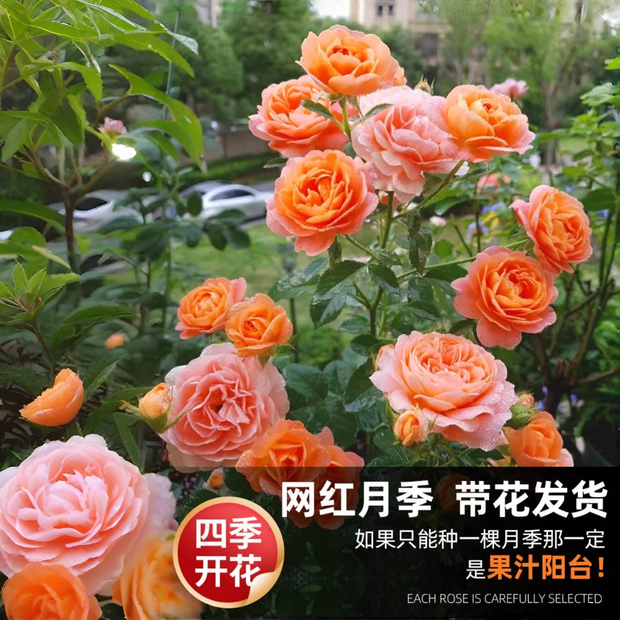 Juice Balcony Rose Garden Potted Plant with Buds and Seedlings Blooming in All Seasons Rose Saplings Old Pile Rose Florals