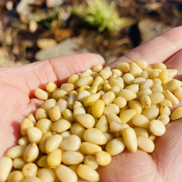 Daxinganling Arctic Songye pine nuts ponytail pine nuts original flavor Xiaoyan pine nuts new product nuts new packaging