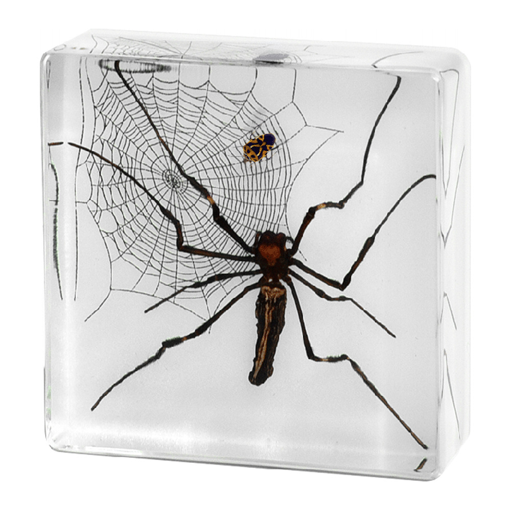 Millennium bug source manufacturers primary source cross-border exclusive for insect specimens real spider resin crafts ornaments
