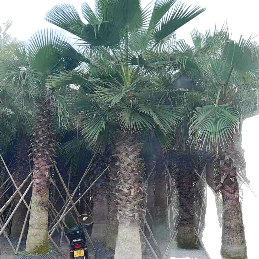 Fujian Curved Pole Old Man Sunflower Tree Jiangsu Washington Palm Tree Old Man Sunflower Washington Sunflower Wholesale Zhejiang Huazhou