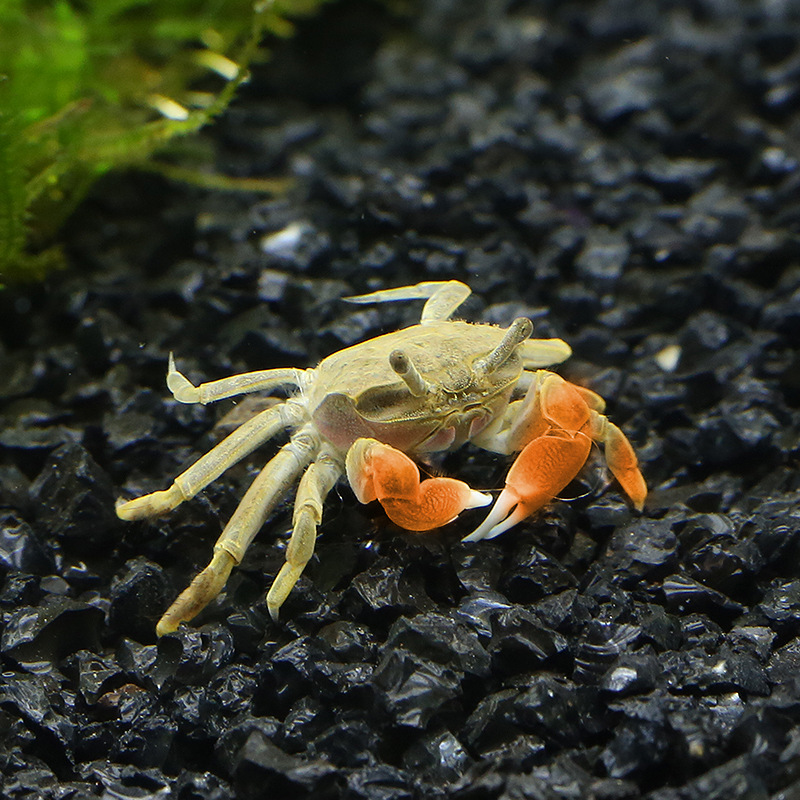 Мини-перцовый краб, декоративный краб, пресноводный краб