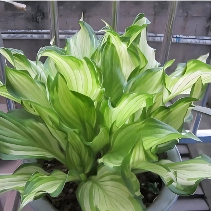 Hosta Flower Seedlings, North and South Cold-Resistant Flower Engineering Greening Flower Seedlings, Community Greening Flower Seedlings, Courtyard Greening Hosta Flower Seedlings