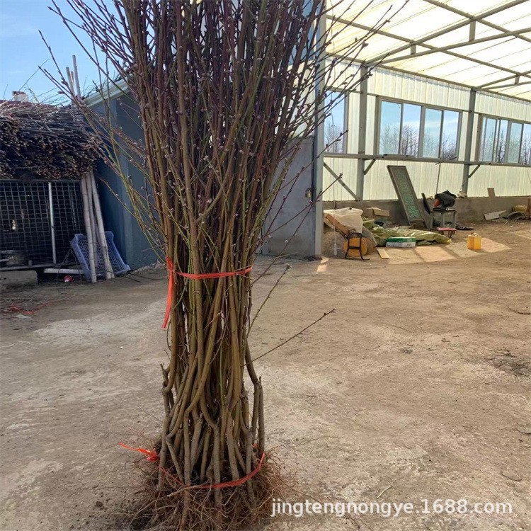 Привитые саженцы персика, все сорта, свежевыкопанные и продаваемые, хороший вкус, высота 1м и более, привитые саженцы персика того же года