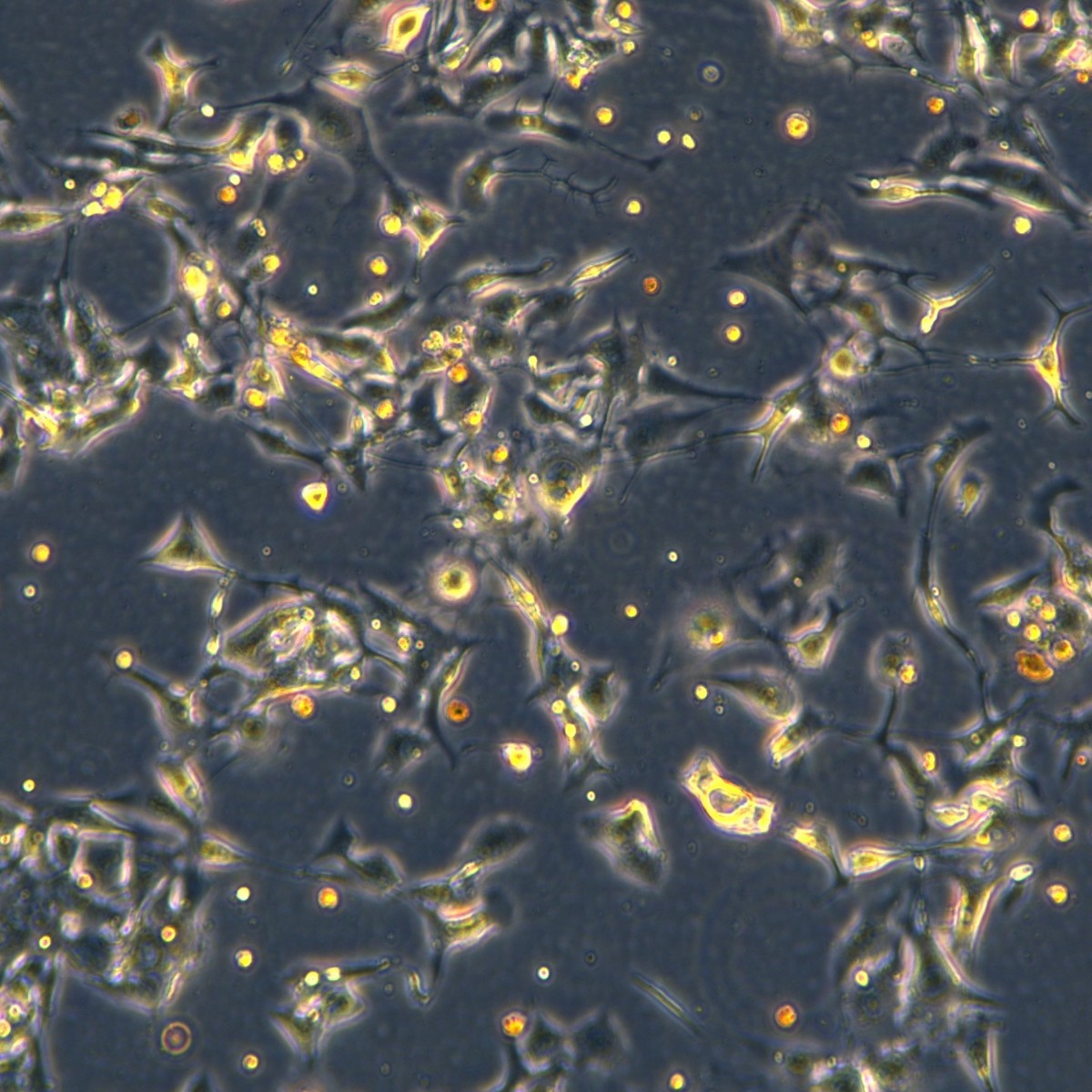 Meisenctcc мышиные меланомные клетки B16F10-Ova