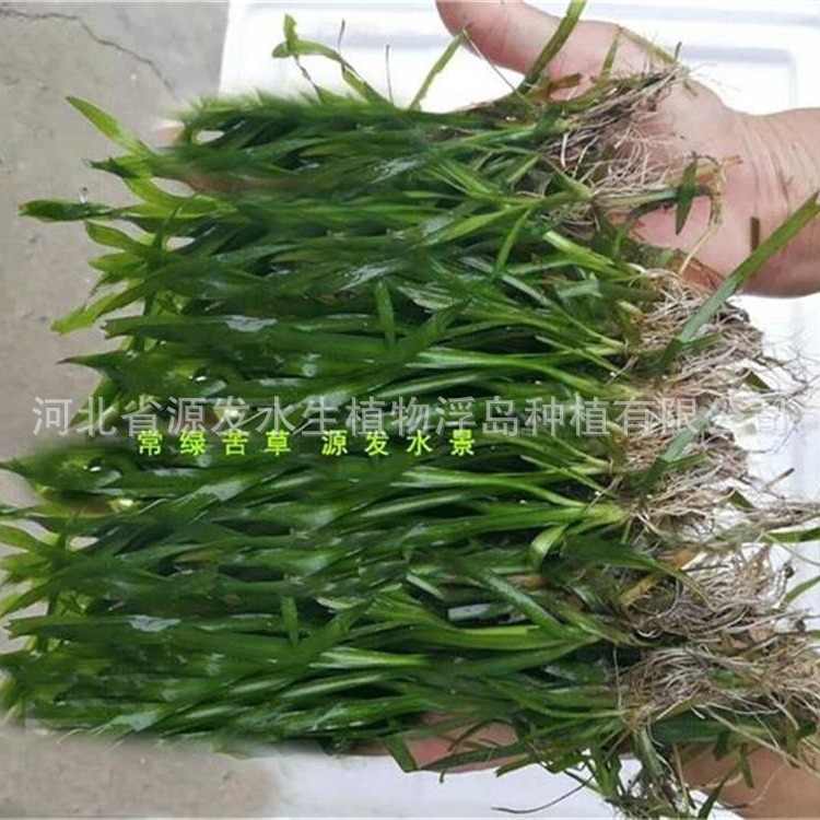 Various Aquatic Plant Water Purification and Restoration Projects Are Carried Out by Duckweed, Bitter Grass, Black Algae, Stonewort, and Foxtail Algae